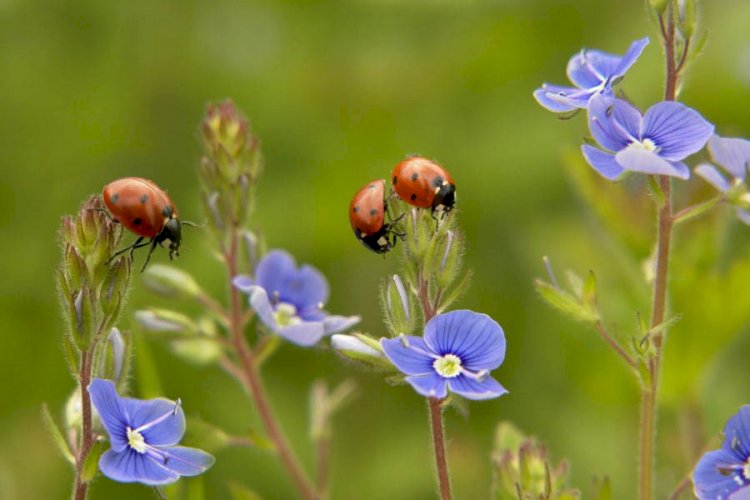 Қазақстанның кей аймақтарында үсік жүреді