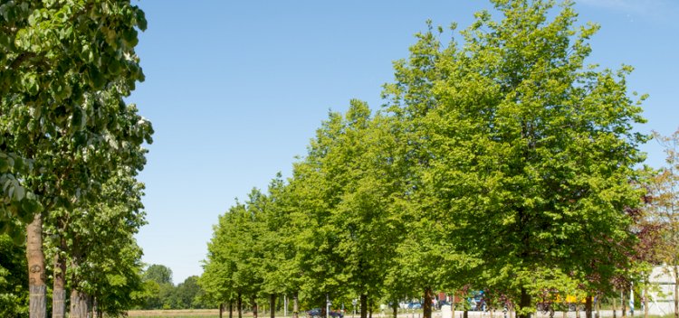 Алматыда 2,3 млн астам ағашты түгендеу және құжаттандыру жүргізілуде