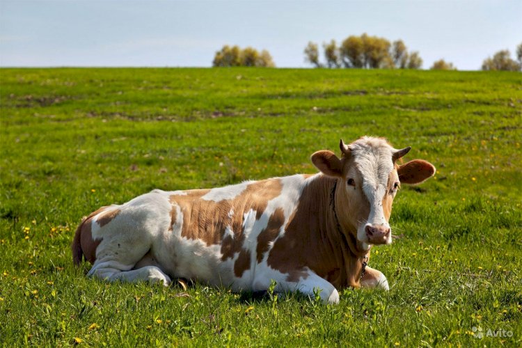 Елімізде сиыр етін өңдейтін заманауи кешен салынбақ
