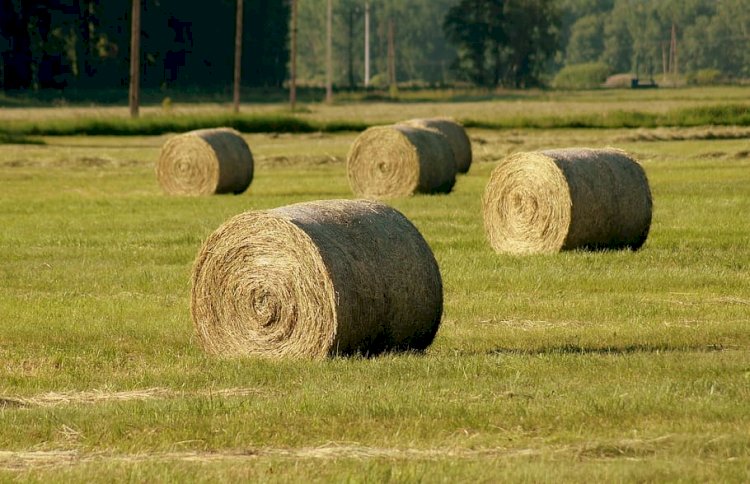 Қазақстанда мал қыстатуға 6,5 млн тонна шөп дайындалды