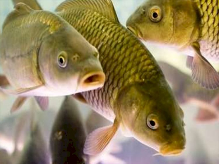 Жетісуда балық өсіру бойынша бес  жобаны жүзеге асыру басталды