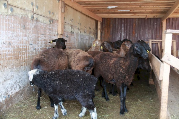 ҚМДБ жұмыс тобы құрбандық малының бағасын бақылайды