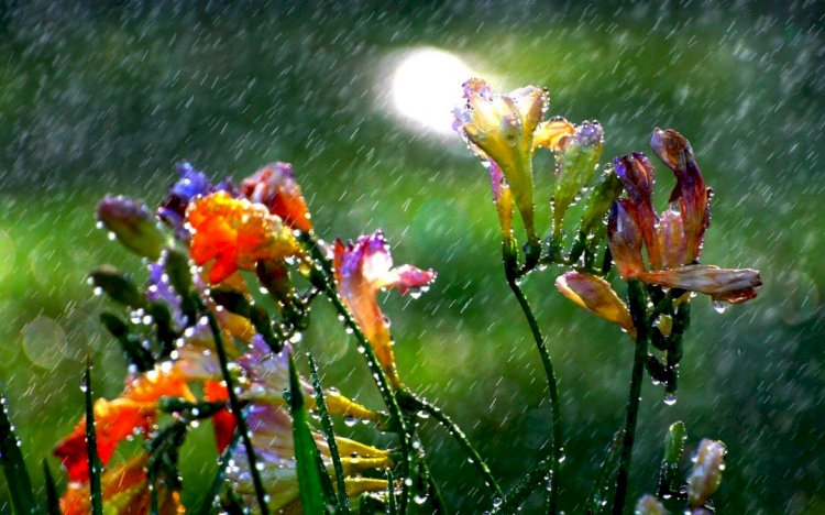 Алдағы күндер жаңбырлы болады