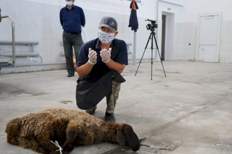 Қашықтан құрбандық шалу шариғат заңдарына да сәйкес келеді