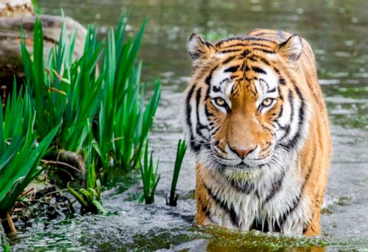 Қазақстан үкіметі «ШЫҰ экожүйелік цифрлық картасын» әзірлеуді ұсынды