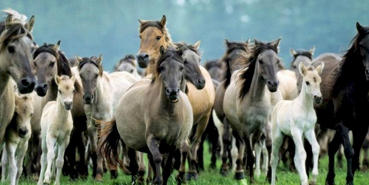 Енді қой мен жылқы да сақтандырылады