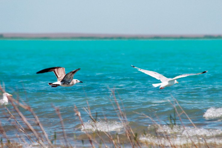 Балқаштың Арал теңізінің тағдырын қайталау қаупі жоқ