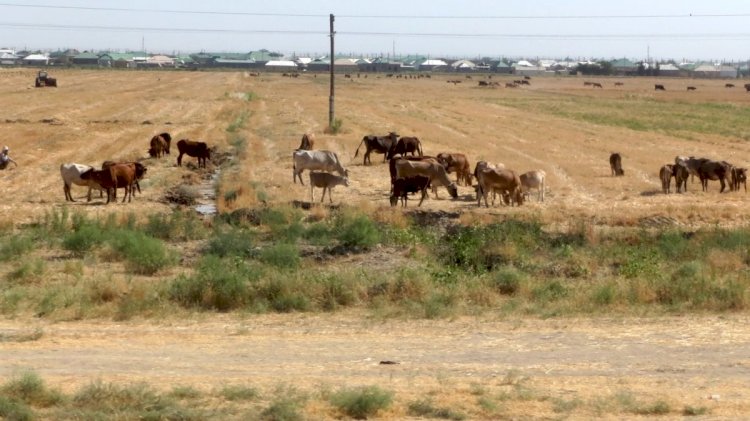 Еуроодақ Қазақстанға көмек ретінде 100 миллион теңге береді