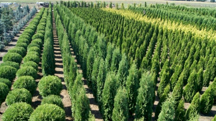 Жанға сая жасыл белдеу