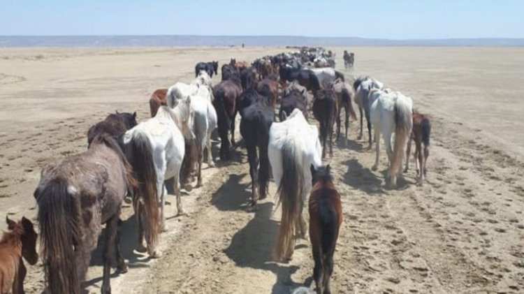 Маңғыстаулық малшыларға 1,9 млрд теңге бөлінді