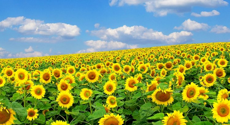 Өсімдік дақылдары жаңаша әдіспен субсидияланбақ