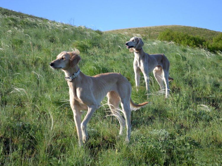 Ит - жеті қазынаның бірі...