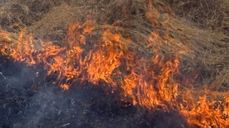 Алматыда тау баурайларын өрт шалды