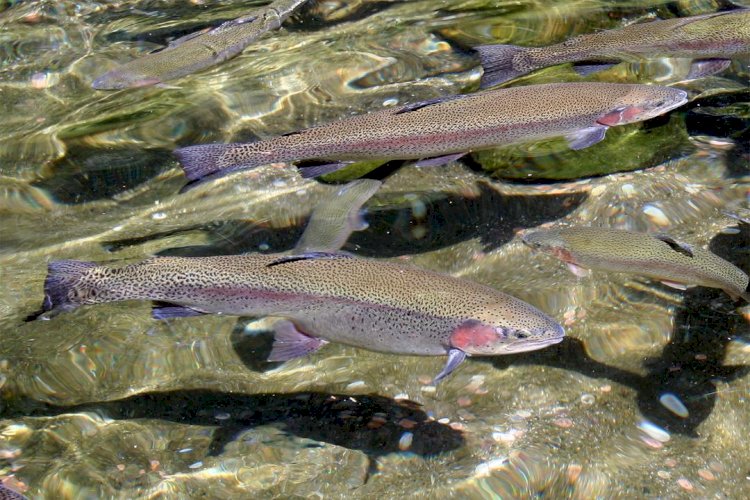 Жетісу кәсіпкері форель шаруашылығын дамытуды қолға алды