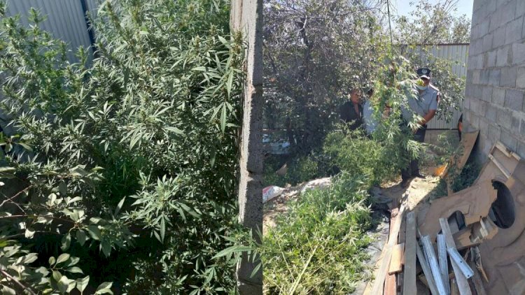 Ауласында марихуана бұтасын өсірген ағайынды екі жігіттің әрекеттері әшкереленді