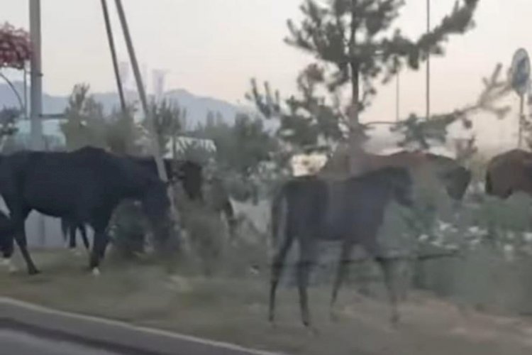 Әл-Фараби даңғылының бойында жайылып жүрген бір үйір жылқының иесі табылды