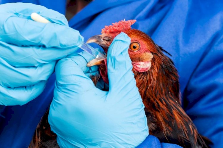 Ақмола облысында құс тұмауы шықты