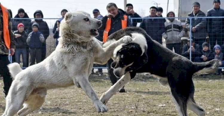 Цирктің жабылуын талап еткендерге жауап берілді
