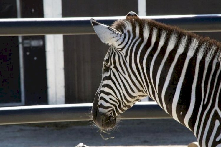 Алматы зообағында зебра құлындады