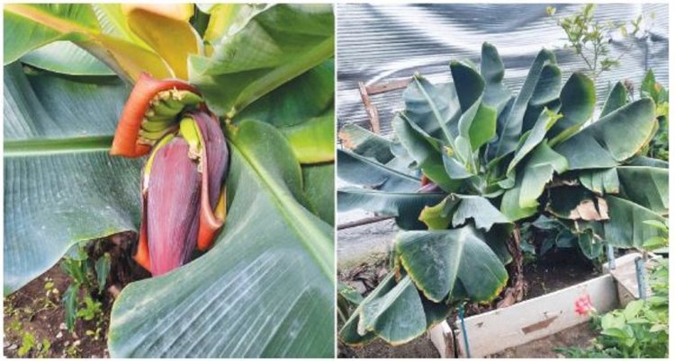 Семейде банан өседі