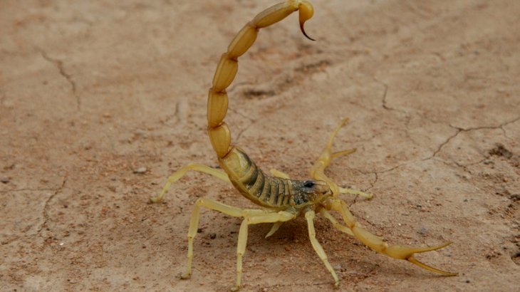 Атырауда сарышаян шаққан 23 адам "жедел жәрдем" қызметіне жүгінді