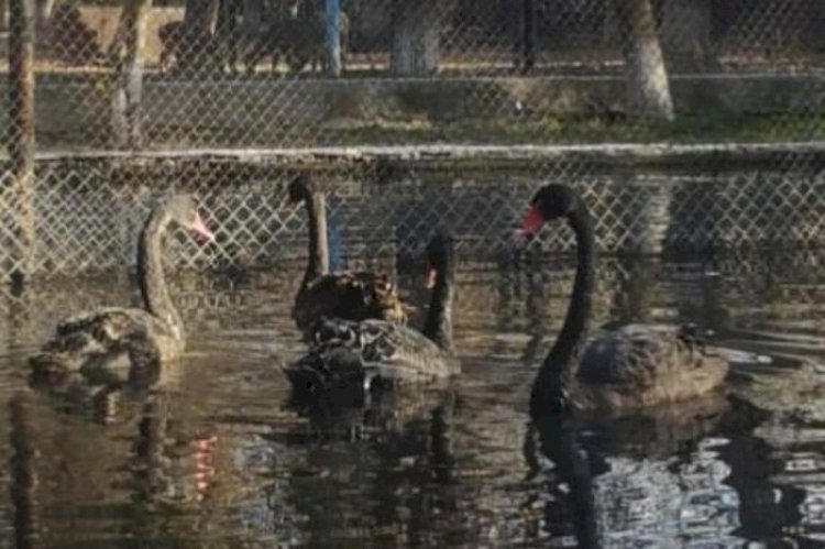 Солтүстік Кореяда қара аққу етін жеп жатыр