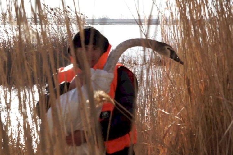 Аққуым менің...