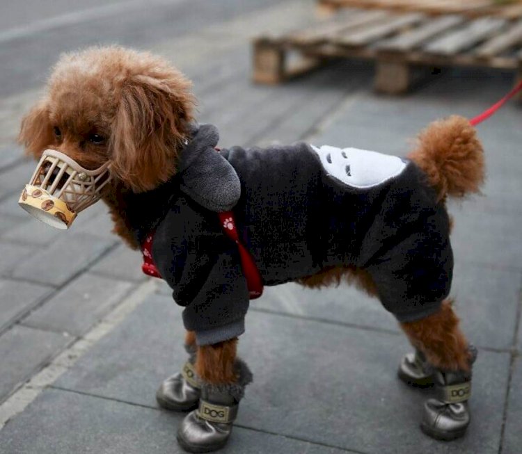 16 жасқа толмаған балалар ерекше күтімді қажет ететін жануарларды серуендете алмайды