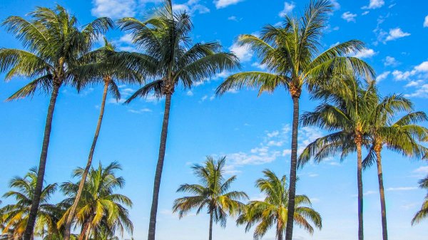 Ақтауда пальма ағашы жайқалып тұр