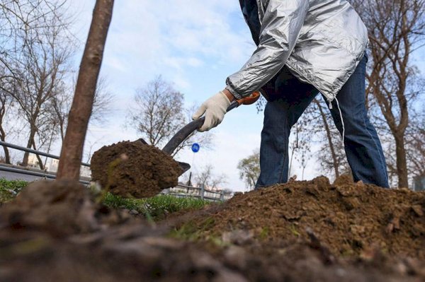 Jasyl Almaty: Алмалы ауданында әрбір жаңа көшеттің атау тақтайшасы пайда болды 