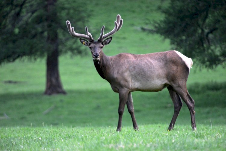 Пантамен емдеу орталығы жыл бойы жұмыс істейді