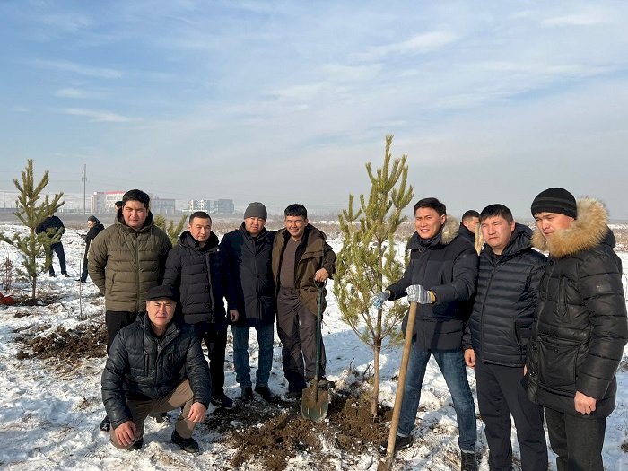 Алматыда Жаңа жылдың алғашқы күні 40-қа жуық қарағай ағашы отырғызылды