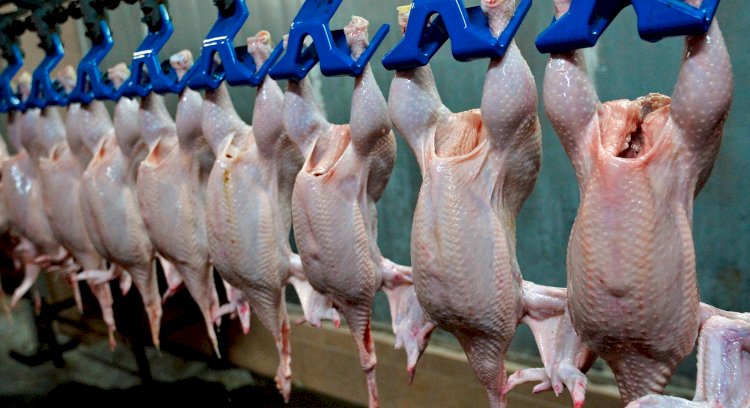 Алматы облысы 25 мың тонна құс етін экспортқа шығарады