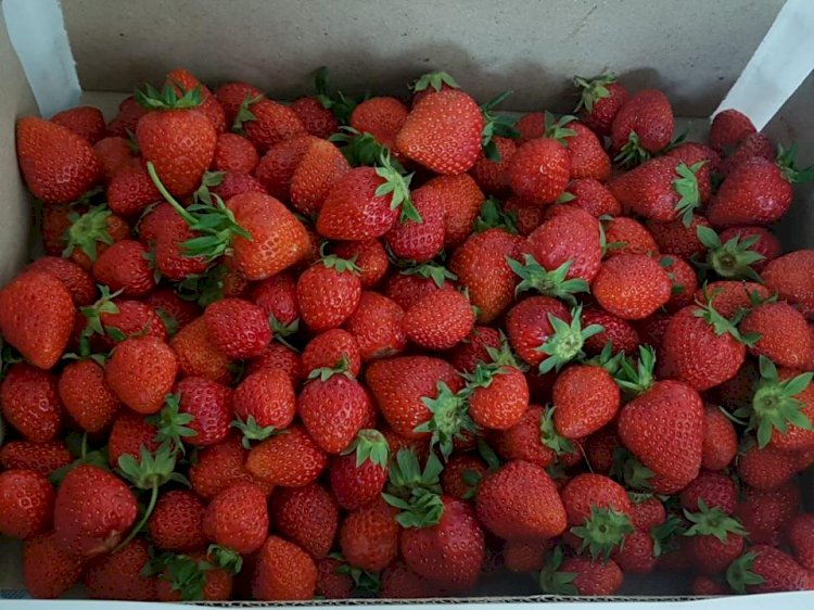 Жетісулықтар жылыжайда жаңа әдіспен құлпынай өсіре бастады