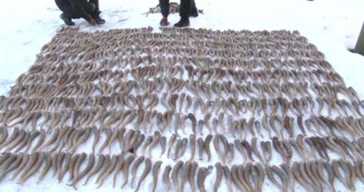 Полицейлер Қызыл кітапқа енген жануарлардың 844 мүйізін тәркіледі