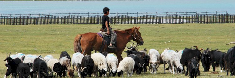 Қазақстандық мамандар тіркеуде жоқ малды тіркей бастады