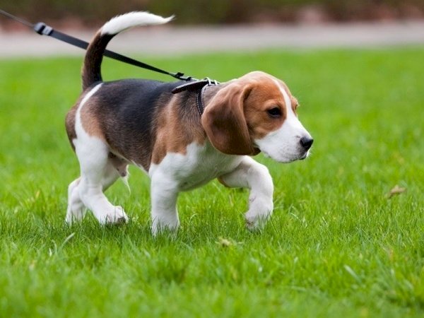 2023 жылдан бастап үй жануарларын тіркеу міндеттеледі