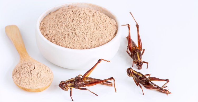 Шегіртке ақуызға бай