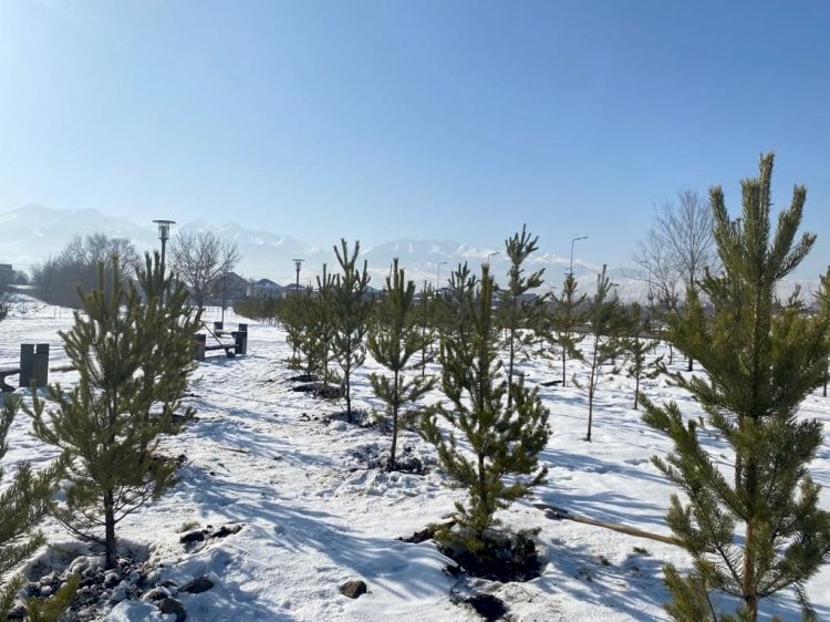 Алматыда көктемгі ағаш отырғызу жұмыстары басталды