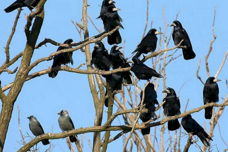 Қарғалар миллиардтан асады