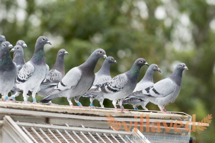 Елордада «Құстар» саябағы ашылады