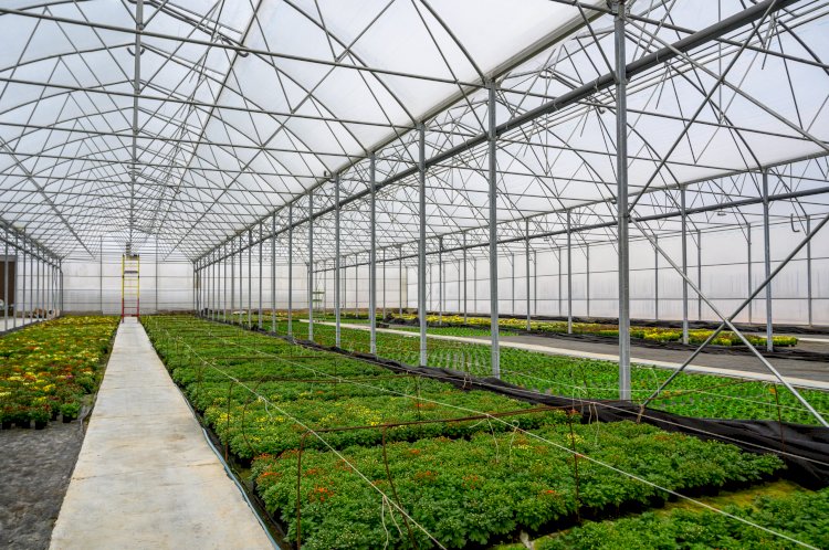 Алдағы төрт жылда Жетісу өңірінде 10 ірі жылыжай іске қосылады