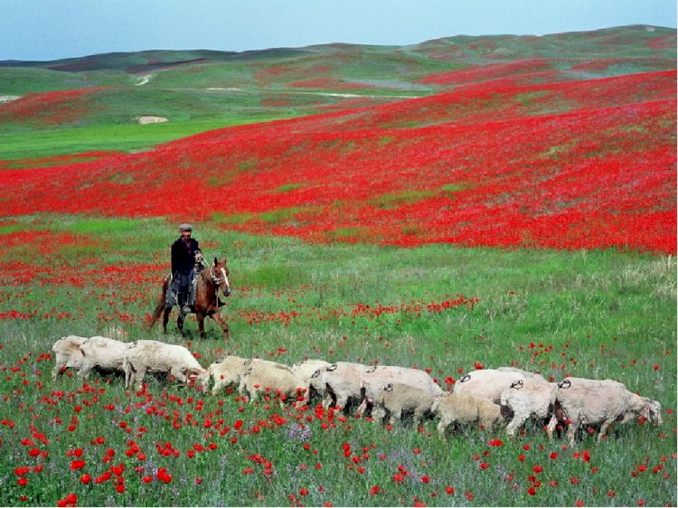 Атақты "Ассы жайлауы" мемлекет меншігіне өтті