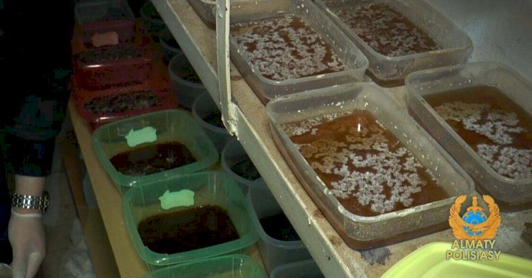 Алматы полициясы ірі есірткі зертханасын жойды