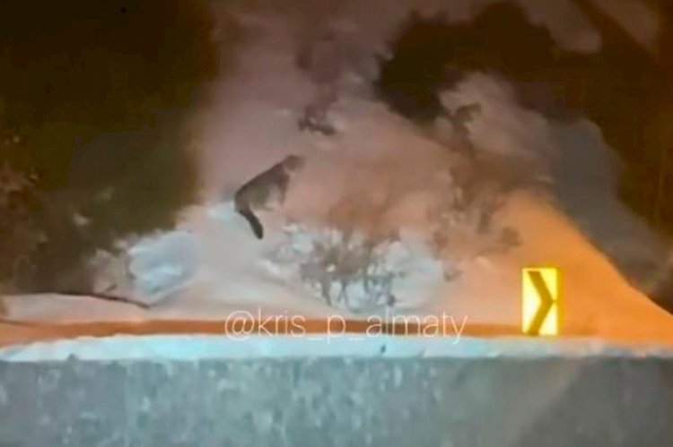 Шымбұлақ тау-шаңғы курортында қар барысы тау етегіне түсті