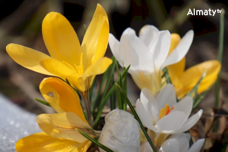 Алматыдағы ботаникалық бақта бәйшешек гүлдеп жатыр