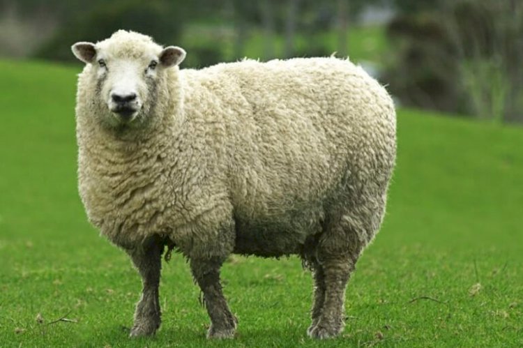 Жетісу өңірінде сұлу қойды таңдауға арналған байқау өтеді