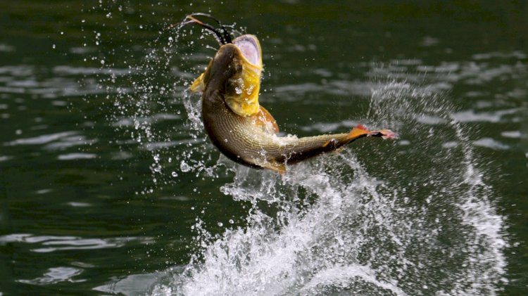 Балық аулауға болмайды!