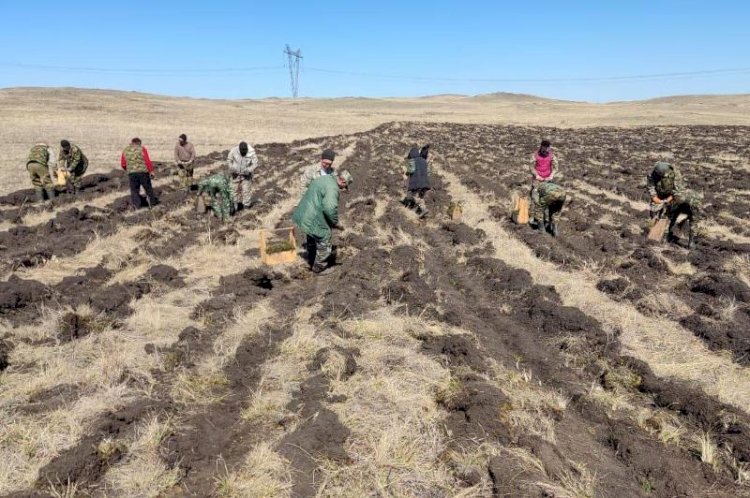 «Бурабай» ұлттық паркіне 550 мыңнан астам көшет отырғызылады