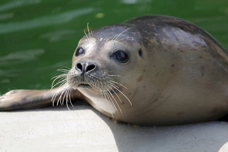 Мамандар Маңғыстаудағы итбалықтардың қырылу себебін анықтап жатыр